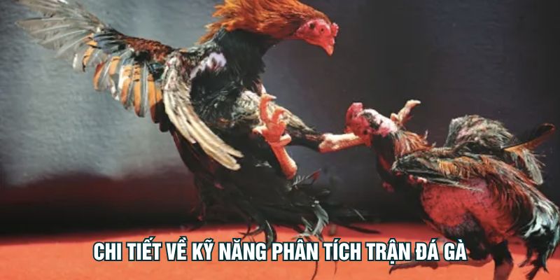 Chi tiết về kỹ năng phân tích trận đá gà