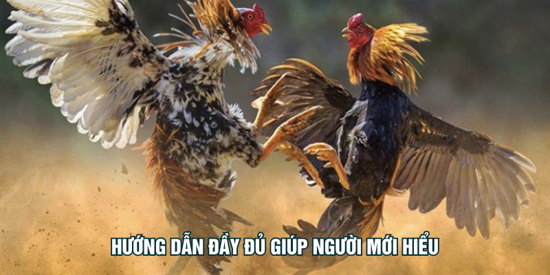 Hướng dẫn đầy đủ giúp người mới hiểu