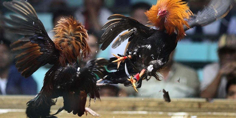 Thomo quy tụ những chiến kê mạnh